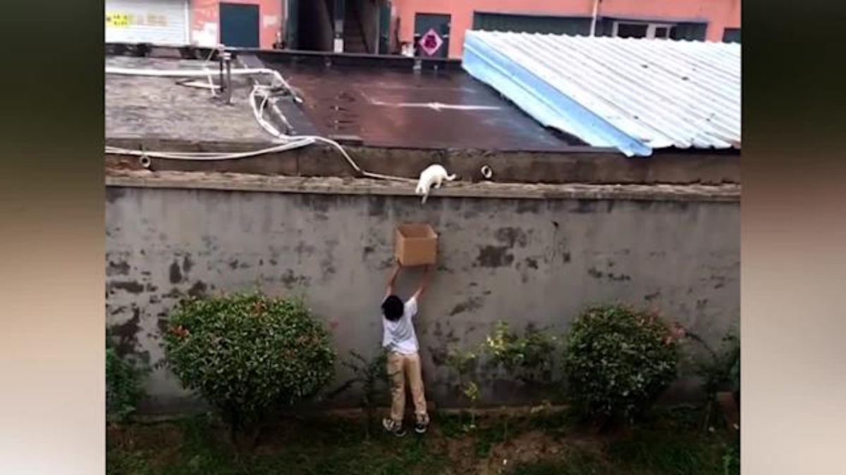 bambino salva gatto