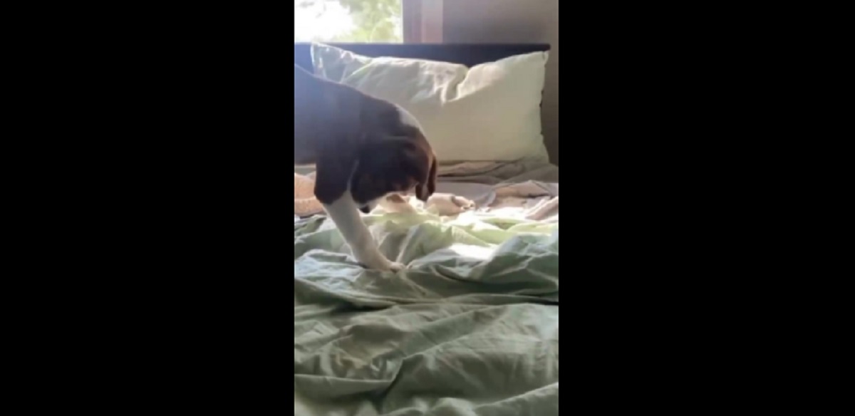 dog doing somersaults in bed