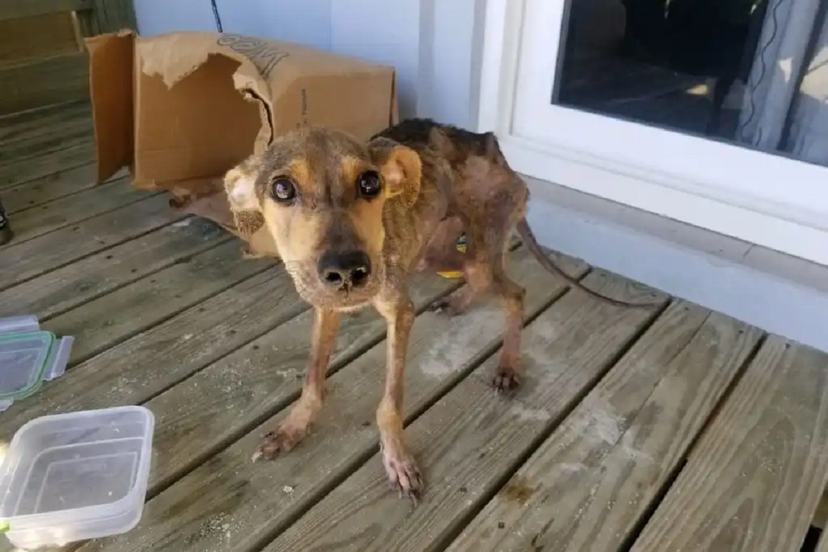 malnourished in an abandoned house