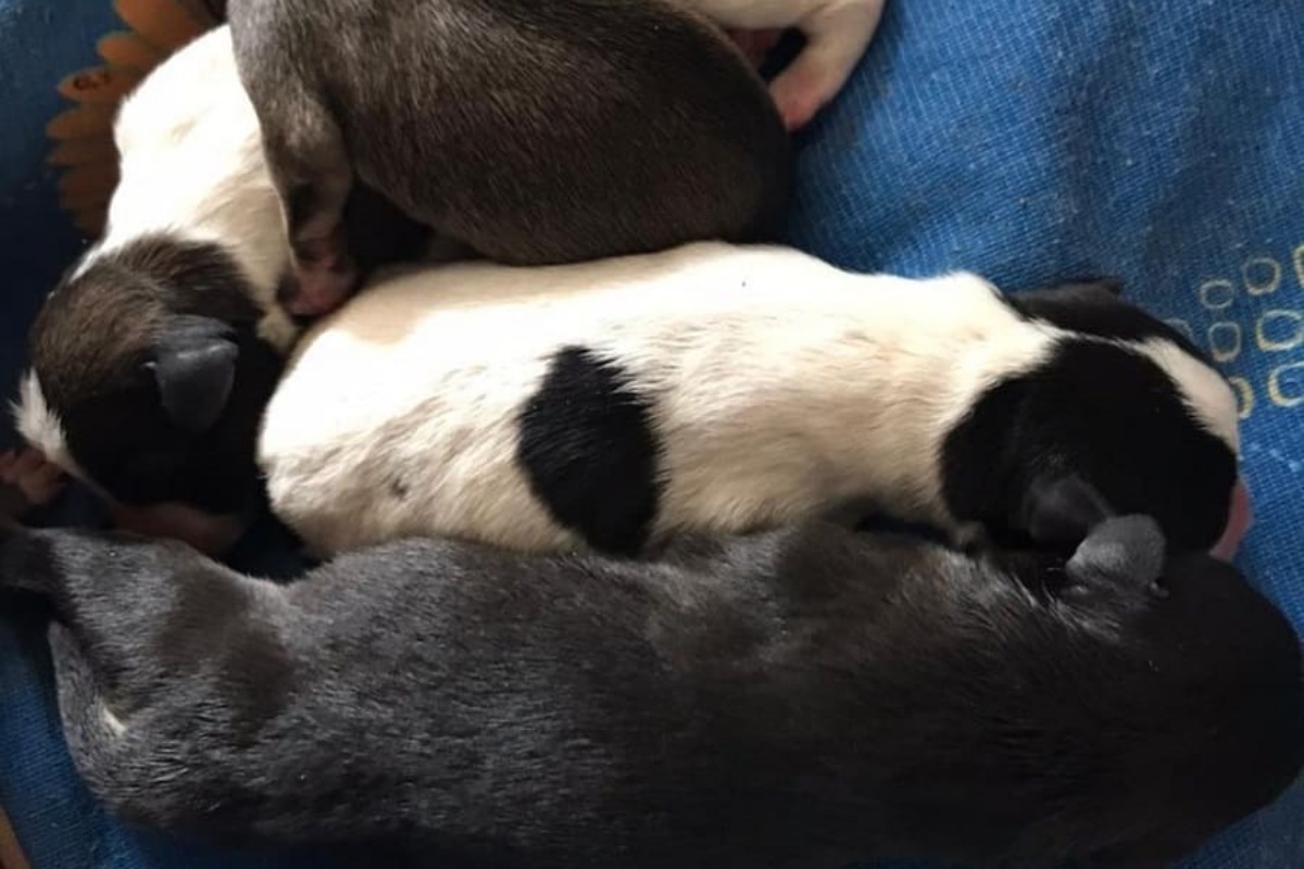 4 cuccioli appena nati salvati