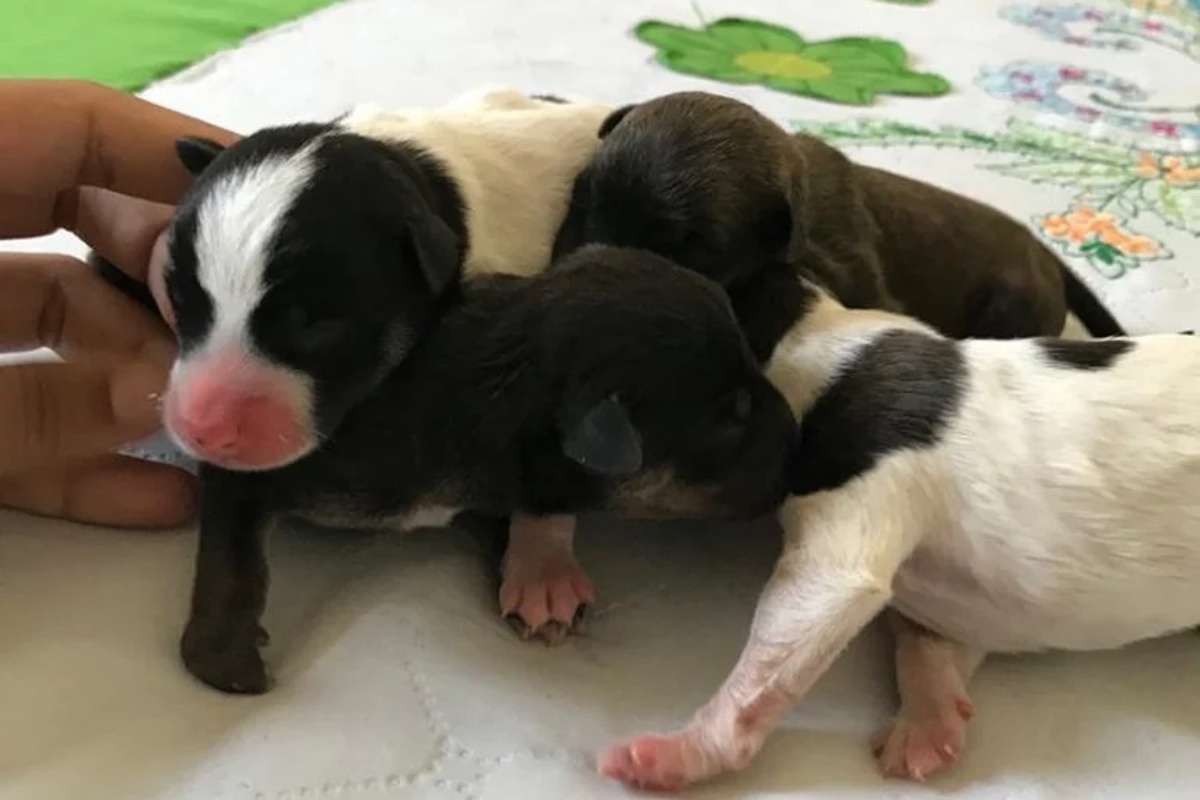 4 cuccioli appena nati salvati