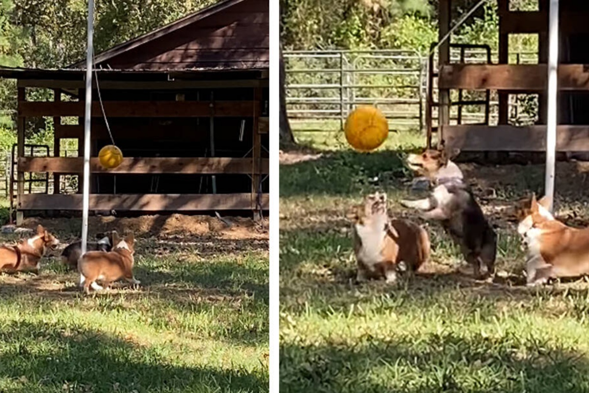 La clip virale dei 7 cani che giocano a tetherbal: vederli è davvero bellissimo