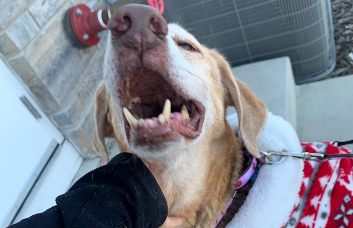 Abigail, la cagnolina abbandonata dalla sua famiglia dopo il trasloco