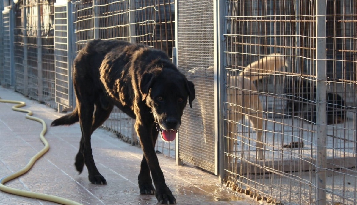 Il cane Alfio è morto la notte prima di raggiungere la sua nuova famiglia: “Non abbiamo fatto in tempo”