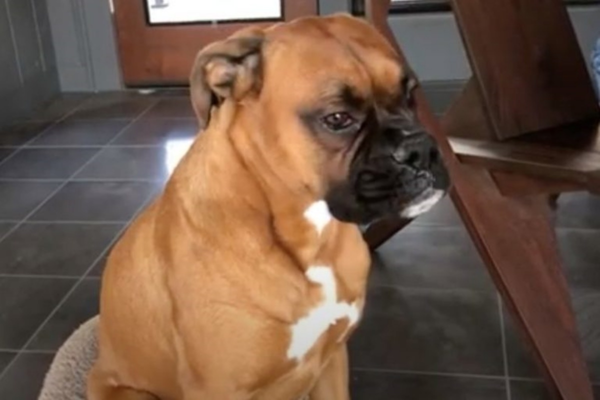 La disperata e piagnucolante richiesta del cagnolino Bacchus