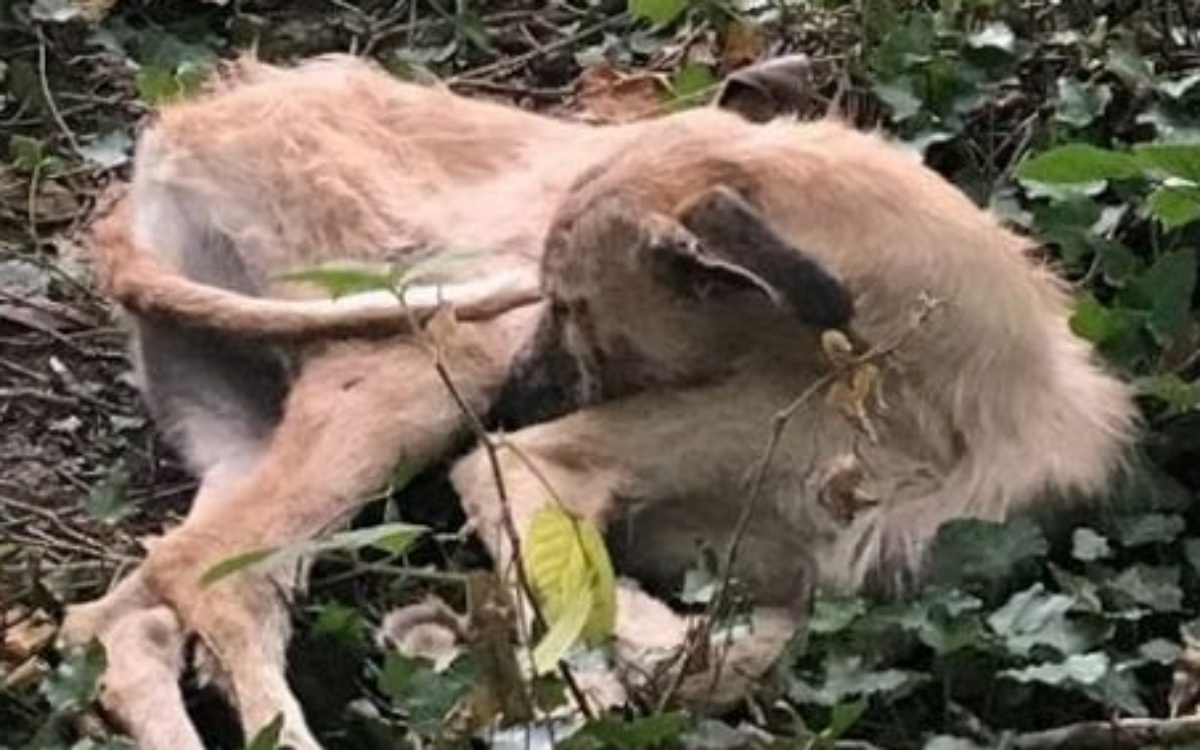 La storia di Bang Bang, trovato rannicchiato in un bosco in attesa della morte