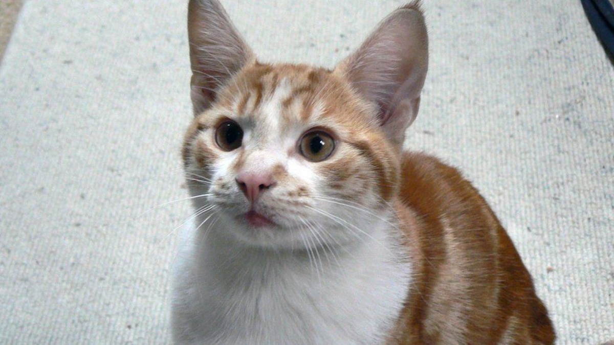 La storia del gatto Big Ginge