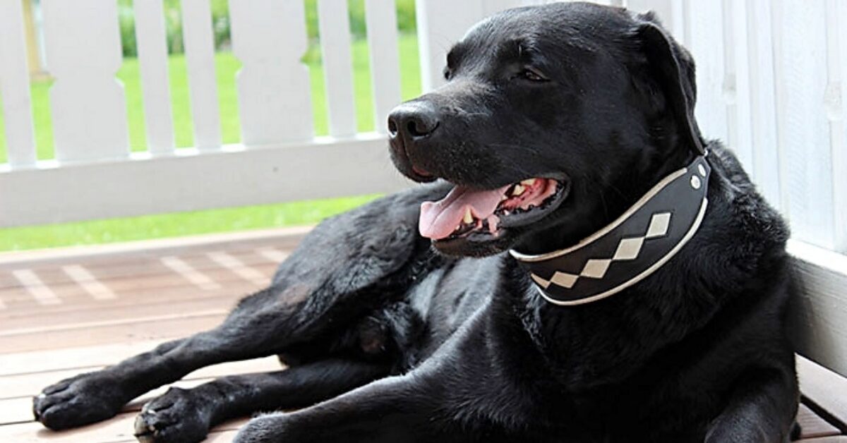 chiot labrador noir suisse anti aging