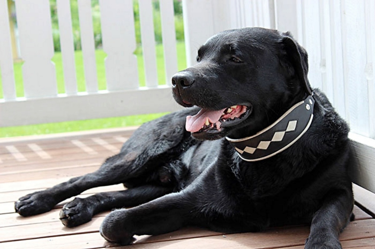 Blaze il cane con la vitiligine