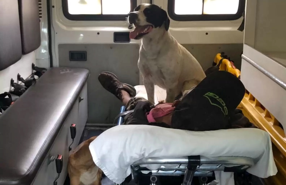La storia di Bob e Chiara, due cani che accompagnano il loro proprietario sull’ambulanza