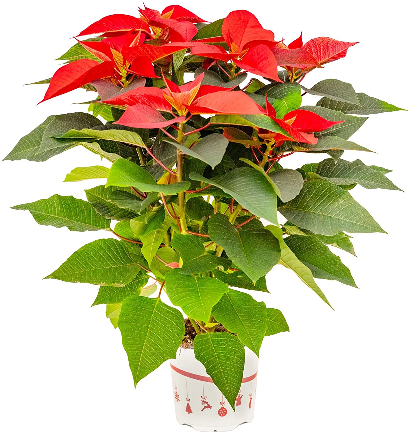 Bonplants Stella di Natale rossa, pianta vera per le feste natalizie in vaso da 17 centimetri