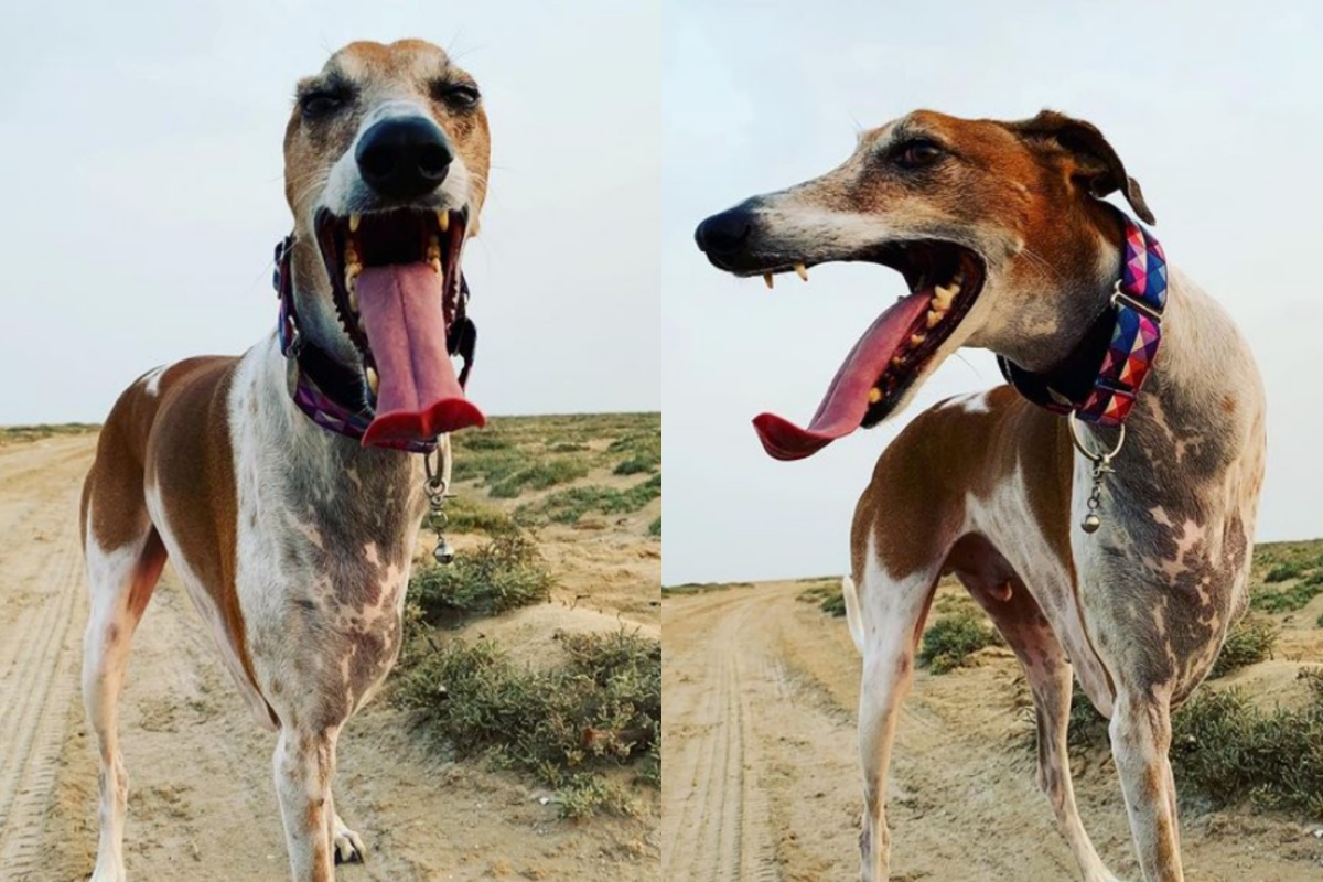 La storia del cagnolino Brodie