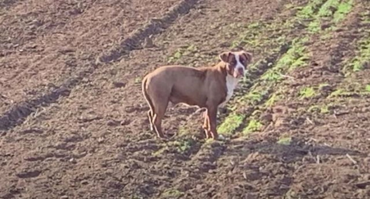 Cagnolina abbandonata salvata dai volontari