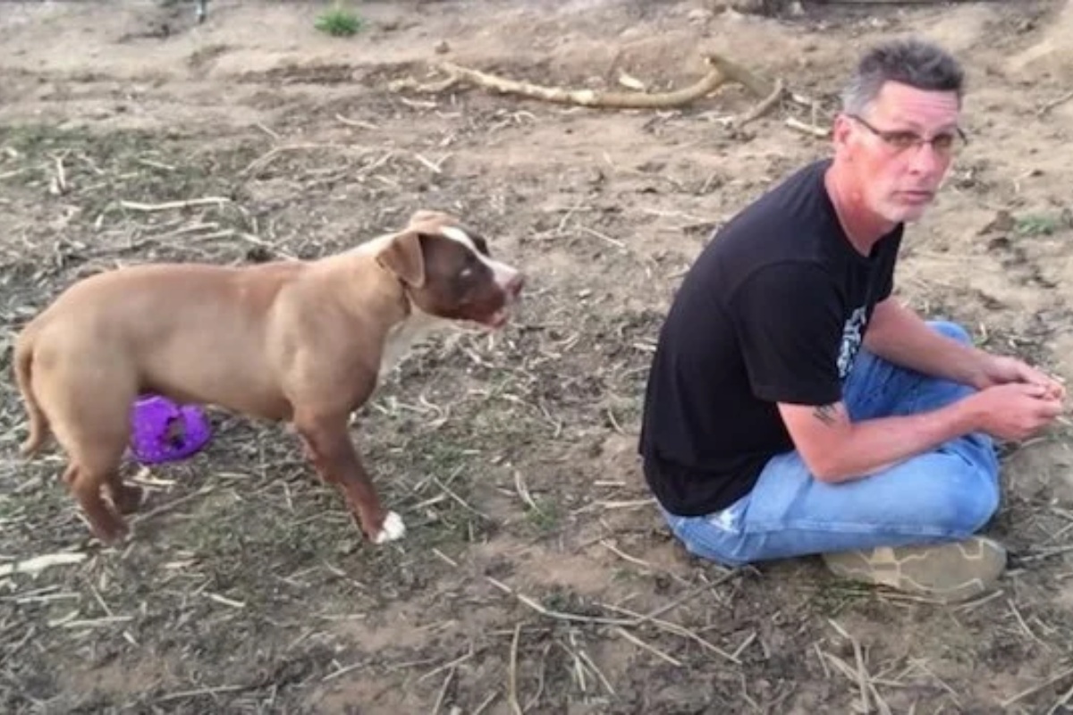 Abandoned dog rescued by volunteers