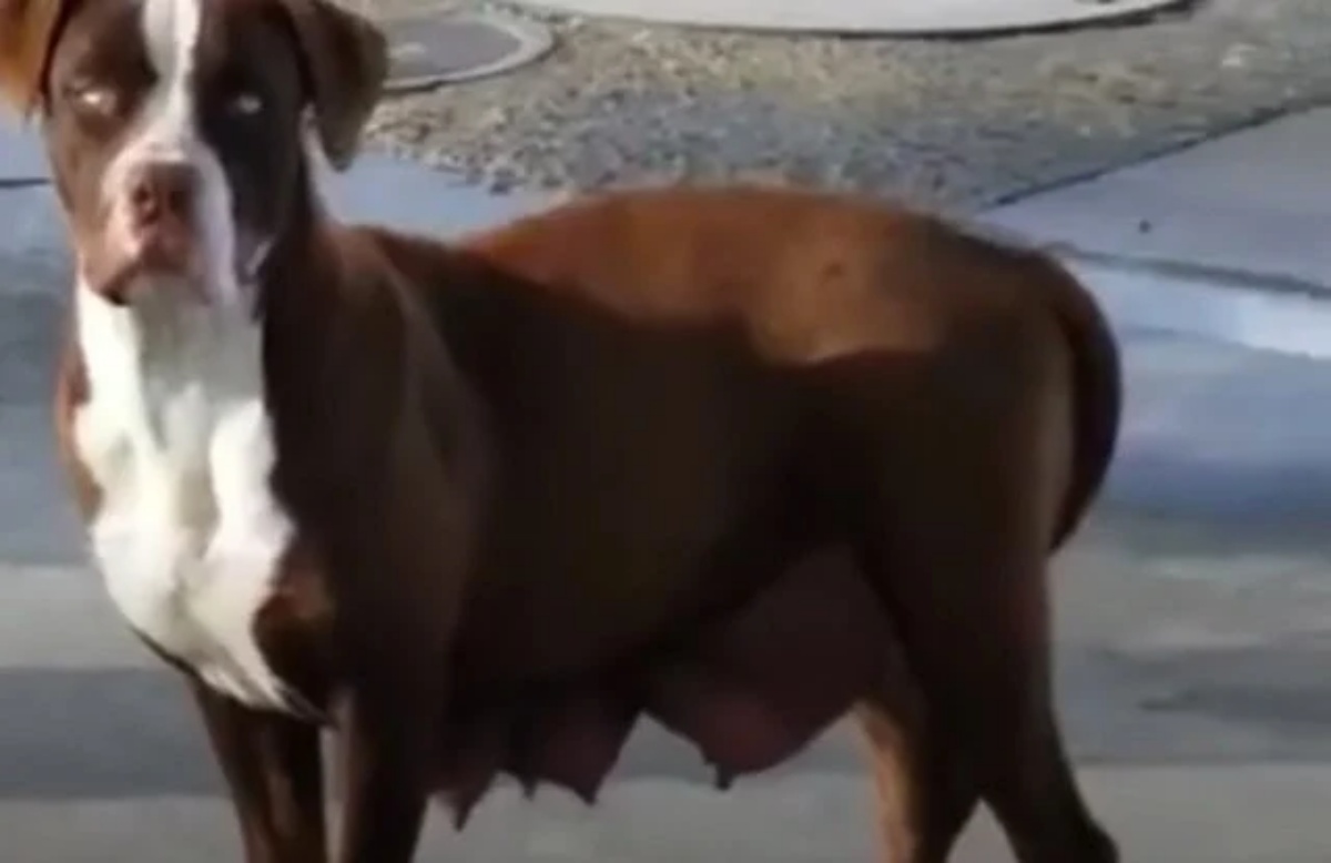 Abbandonata subito dopo il parto, questa cagnolina ha vissuto per più di un anno in un frutteto