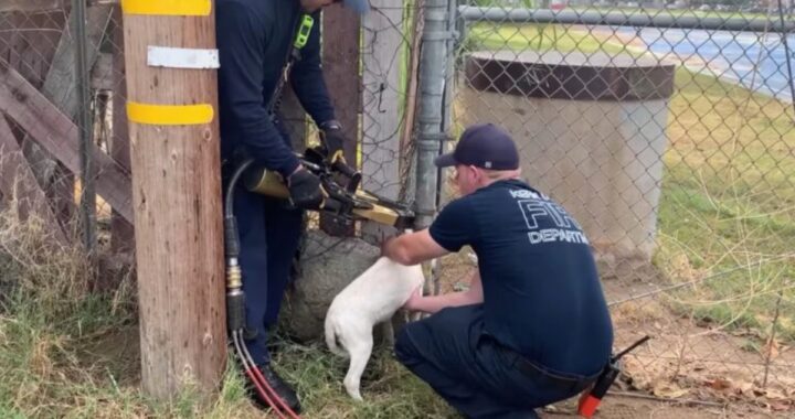 Vigili del Fuoco salvano cagnolino incastrato in una recinzione