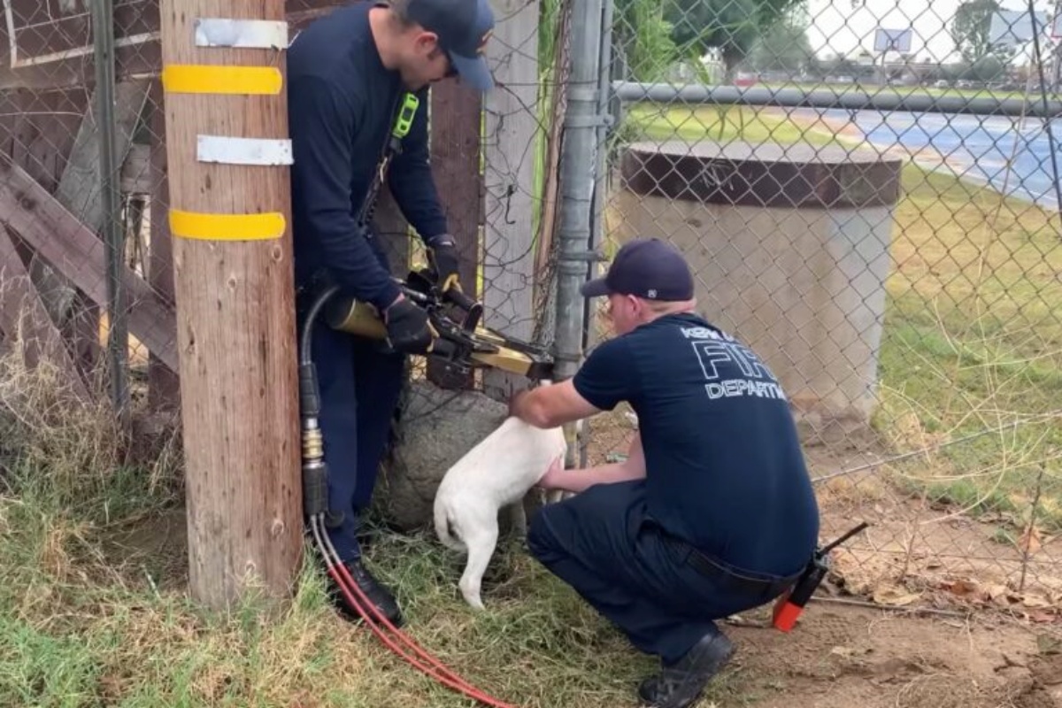 Vigili del Fuoco salvano cagnolino incastrato in una recinzione