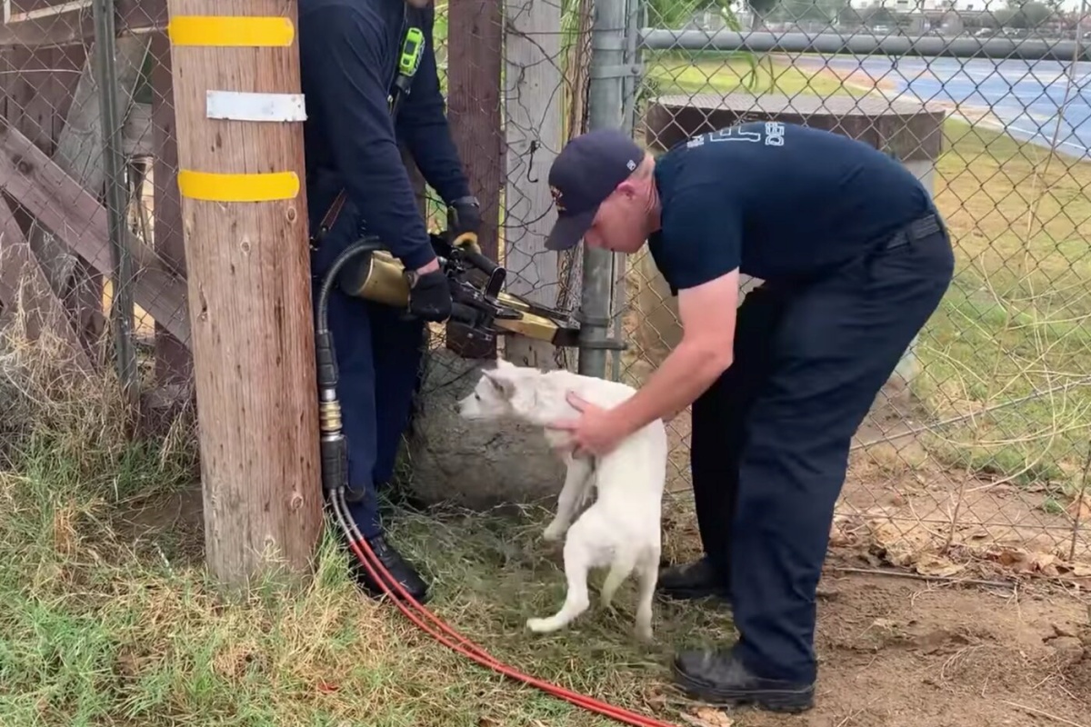 Vigili del Fuoco salvano cagnolino incastrato in una recinzione