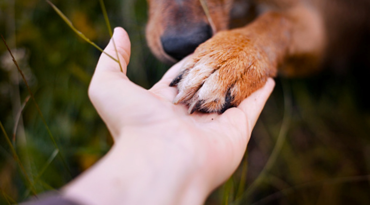 La storia di un povero cane malato