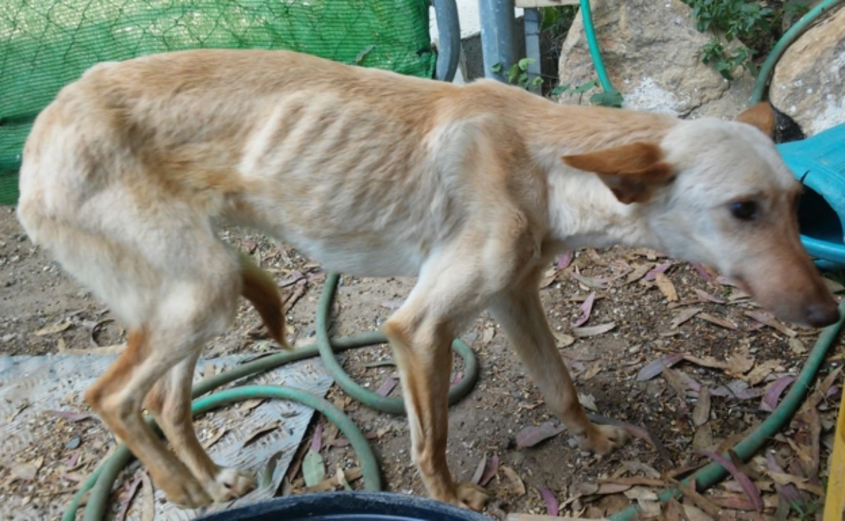 La storia di un povero cane malato 