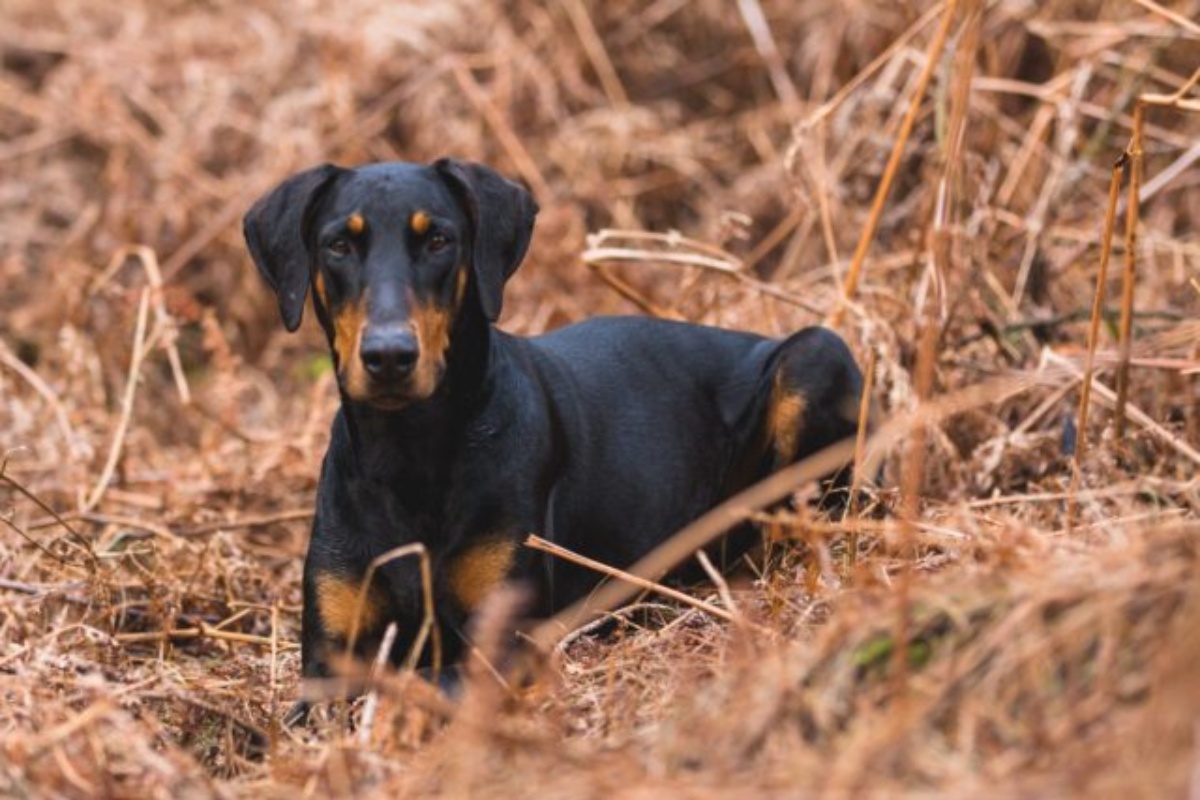 Cane eroe salva la sua sorellina umana da un malintenzionato