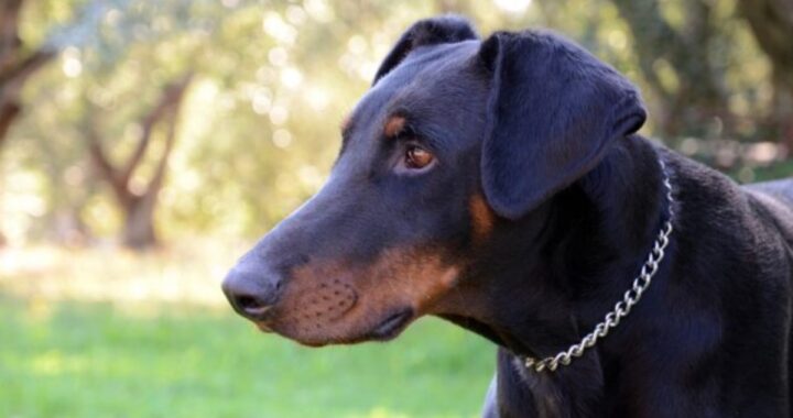 Cane eroe salva la sua sorellina umana da un malintenzionato
