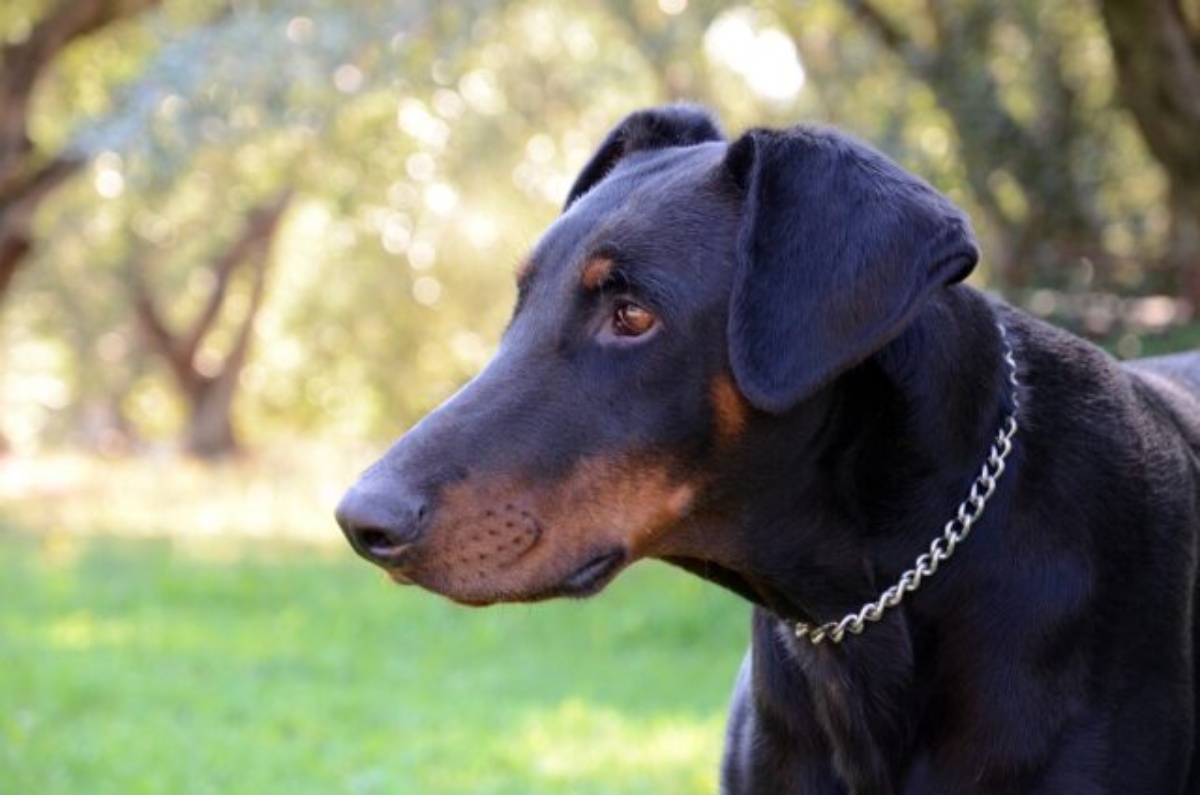 Hero Dog saves his little human sister from a bad guy