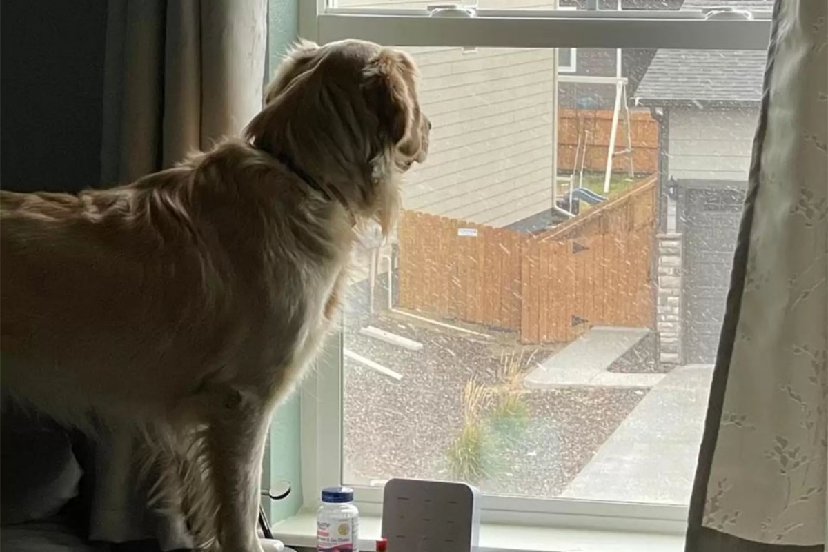 Captain's delight when he sees snow for the first time