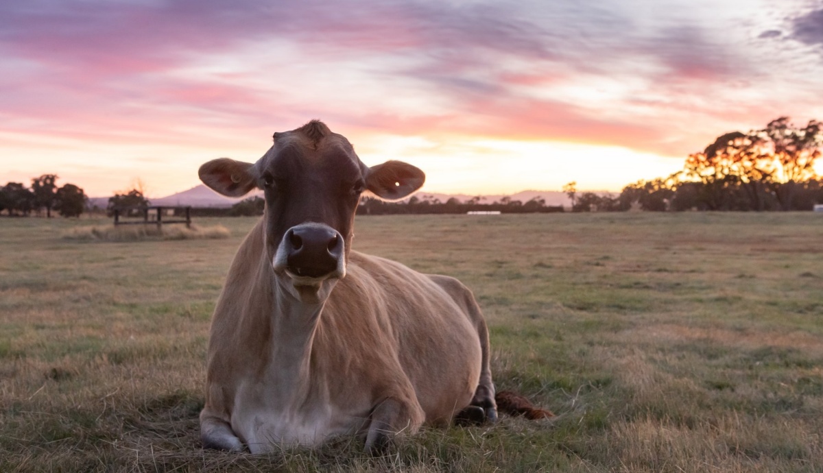 Clarabelle, la mucca che ha nascosto il suo vitellino per proteggerlo dalle persone