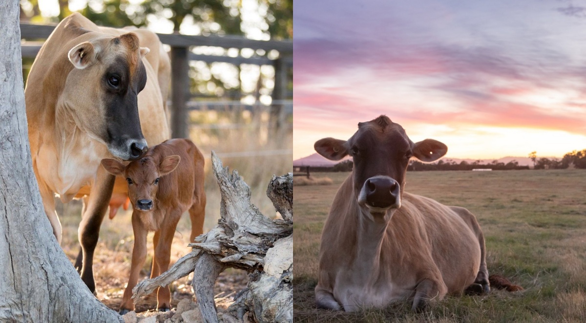 La storia della mucca Clarabelle