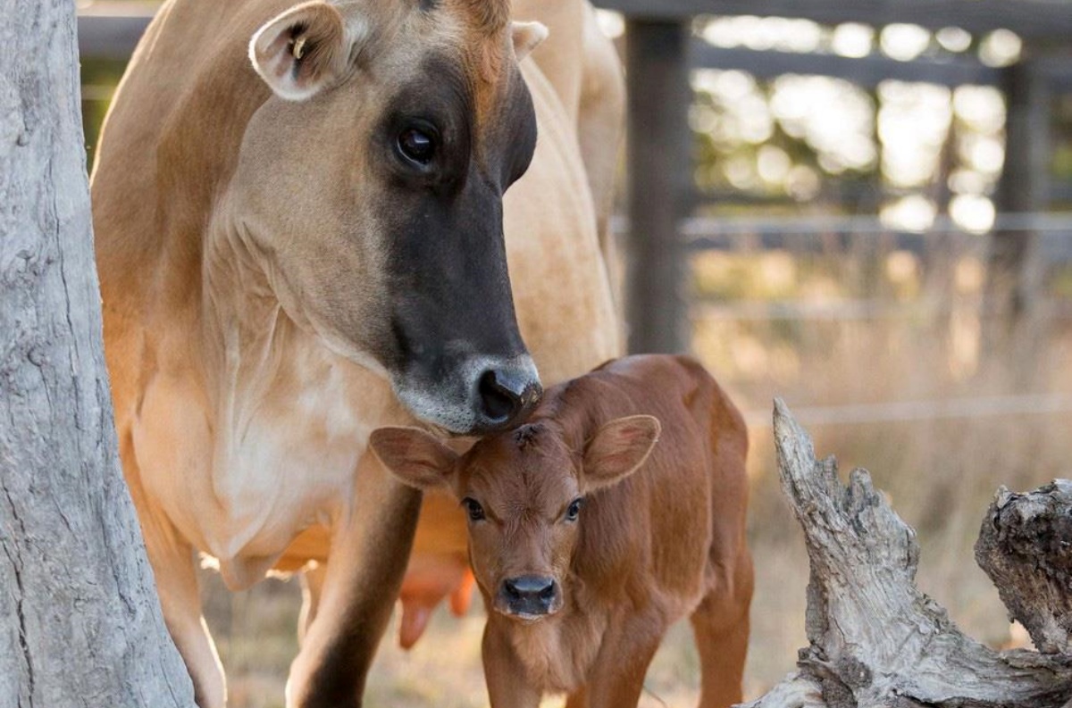 La storia della mucca Clarabelle