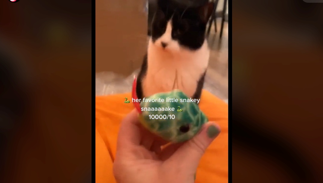 Coconut, la gatta che porta alla sua mamma dei regali ogni giorno per ringraziarla