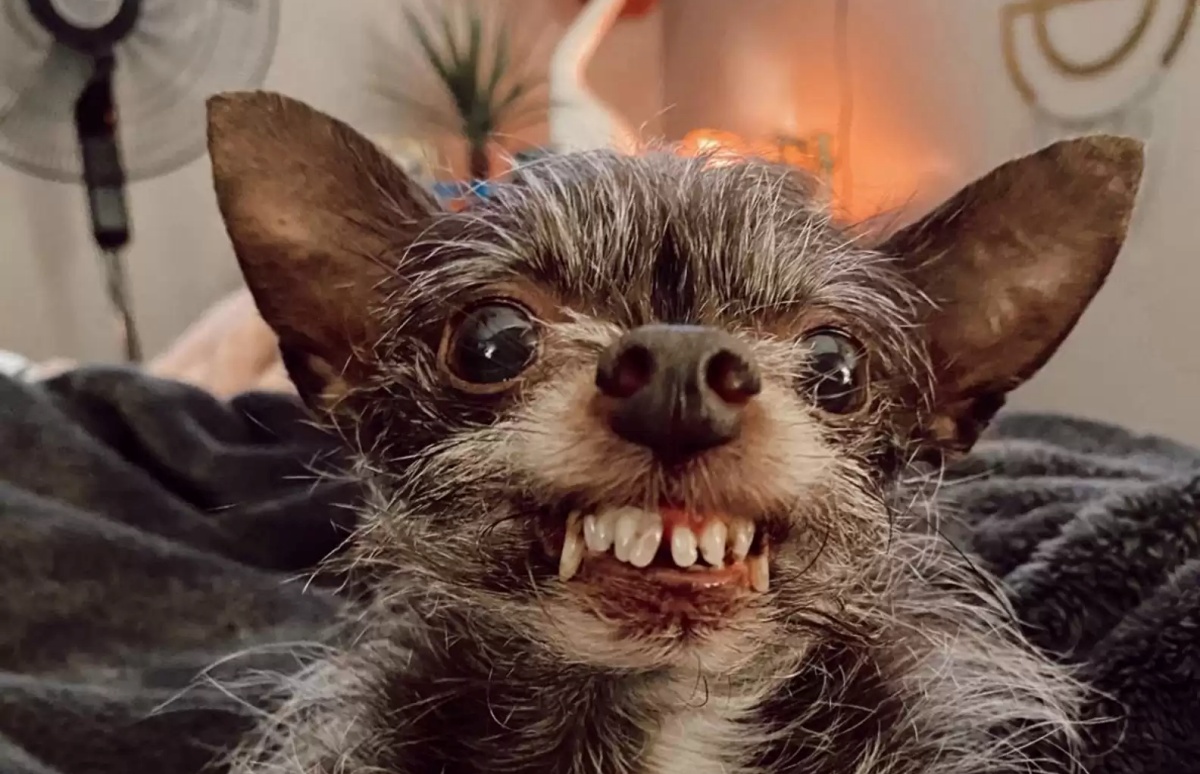 Darla la cucciola di "lupo mannaro"