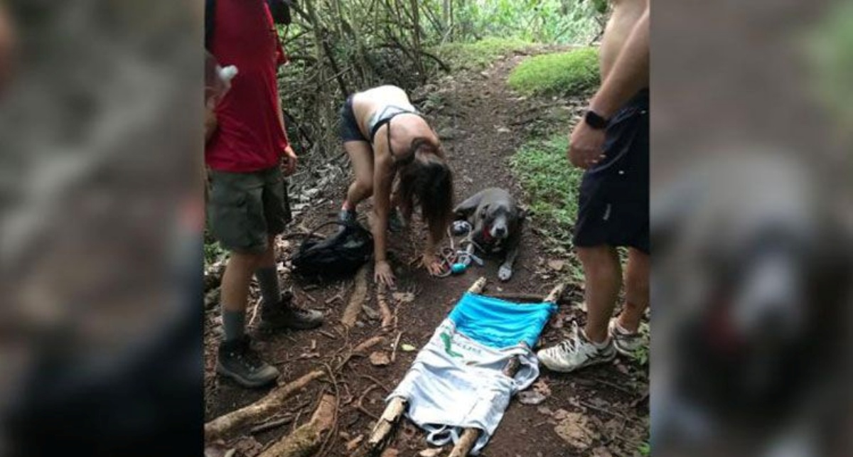 David King, boy scout di soli 12 anni, salva una coppia e il loro cane bloccati su un sentiero