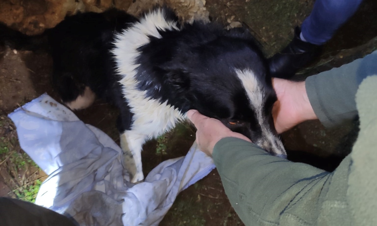 Django dog thrown into a well