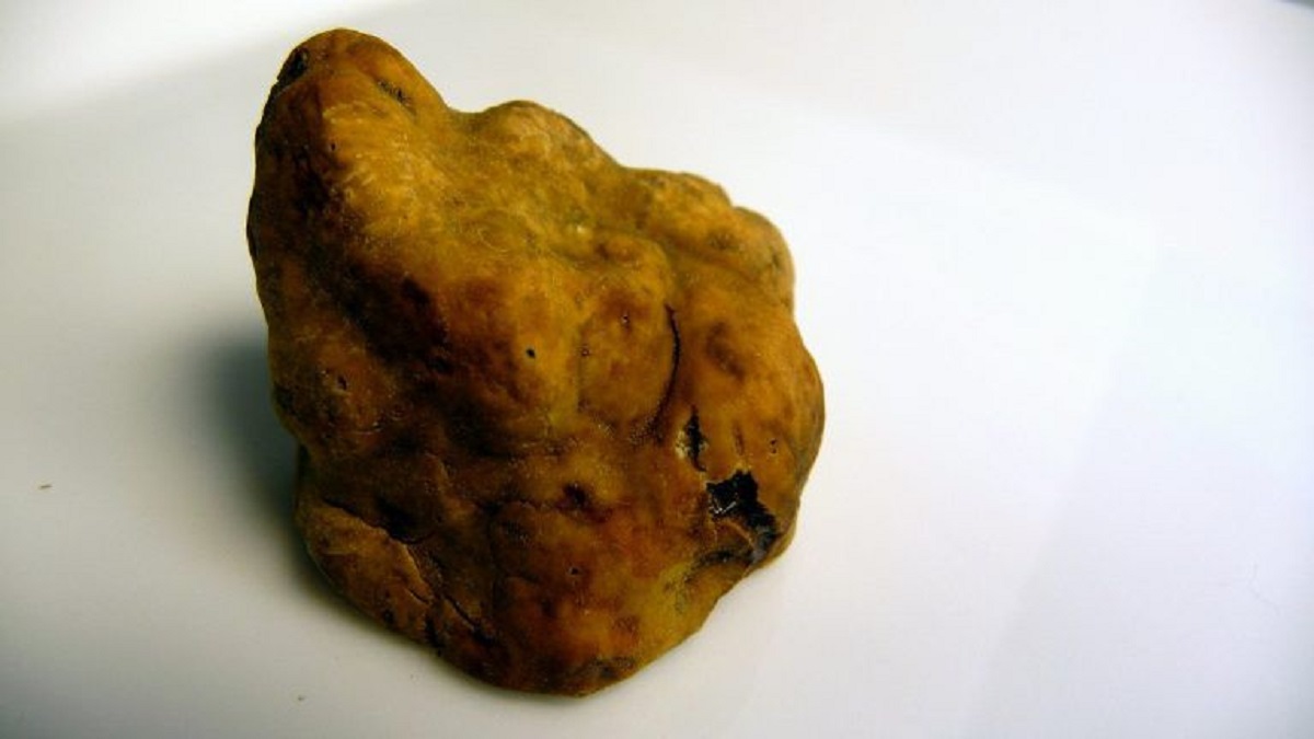 tartufo foto