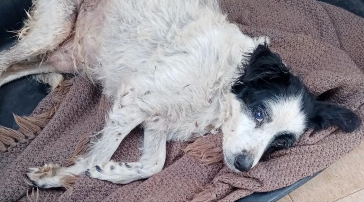La storia della cagnolina Frolla, abbandonata dopo 16 anni