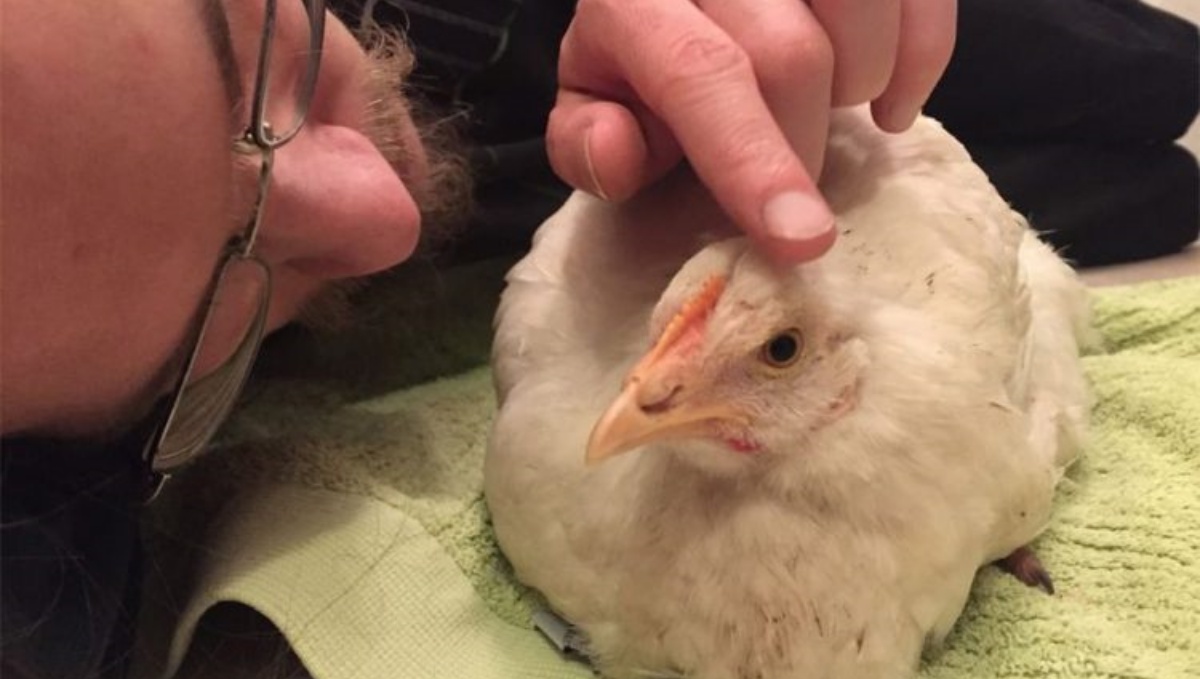 Gallina fugge dall’allevamento e trova l’amore in una nuova casa