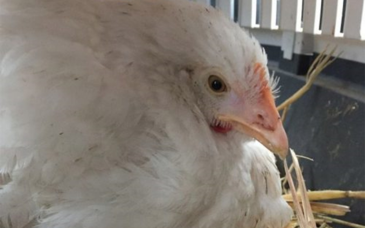 Il salvataggio della gallina Victoria 