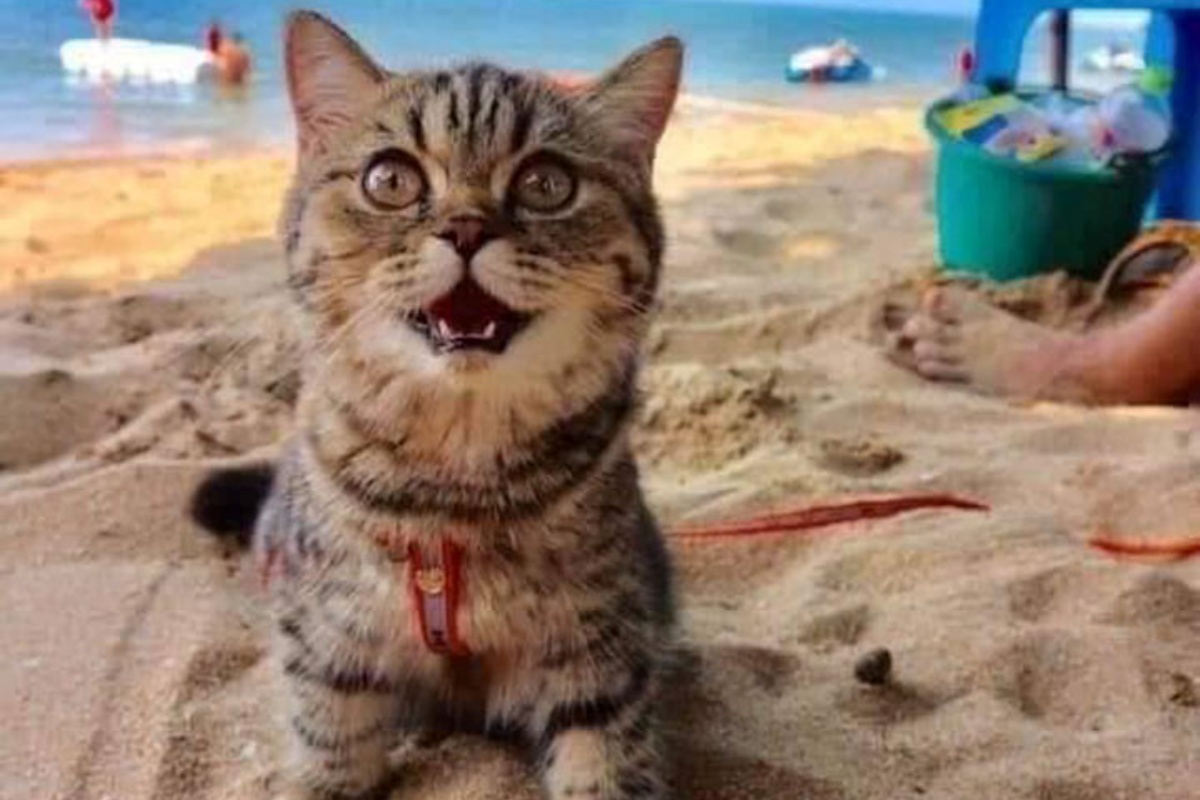 Le foto di un gattino per la prima volta in spiaggia