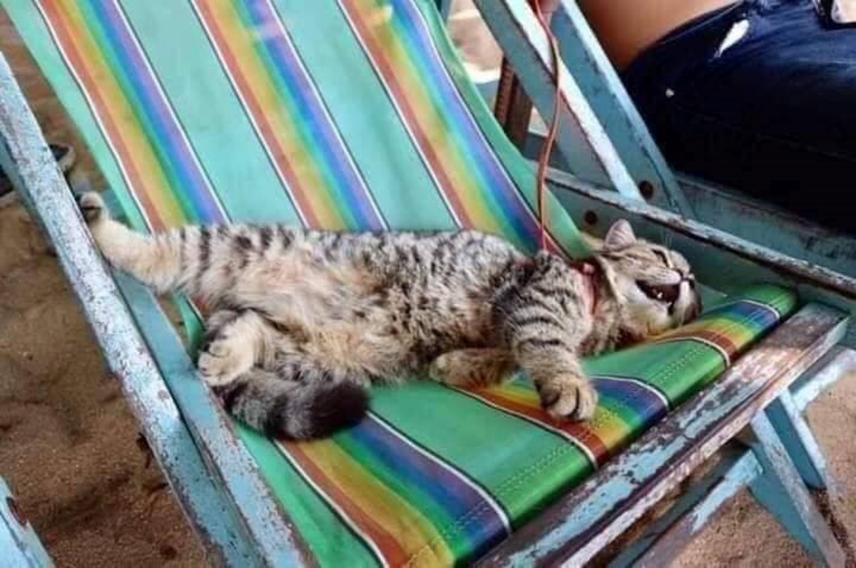 Le foto di un gattino per la prima volta in spiaggia