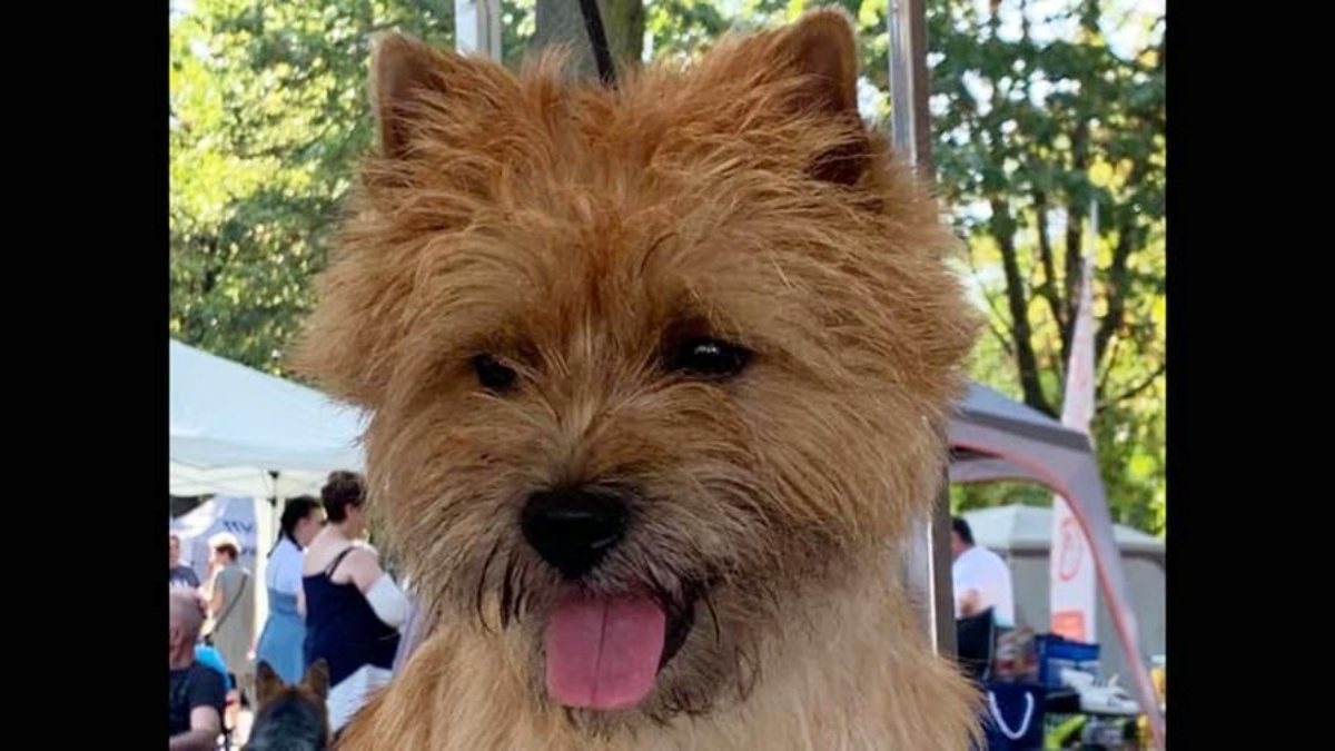 Glen il cane più bello del mondo