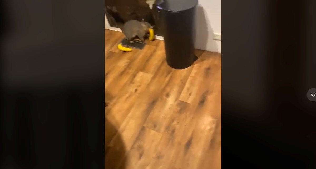 Jack sente strani rumori e decide di controllare: c’era un ladro in cucina!