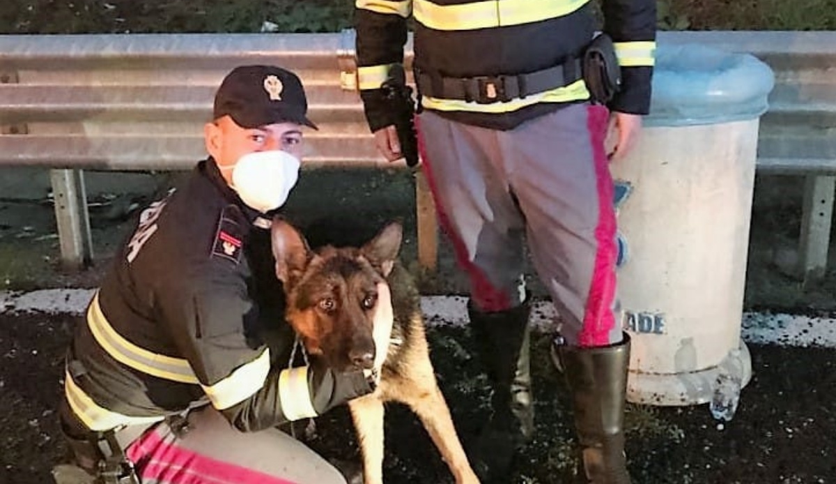 Junio, abbandonato in autostrada: adottato dall’uomo che lo ha salvato