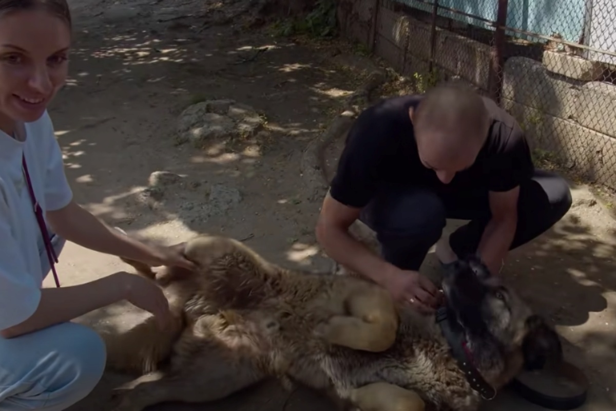 La storia del cane Leone