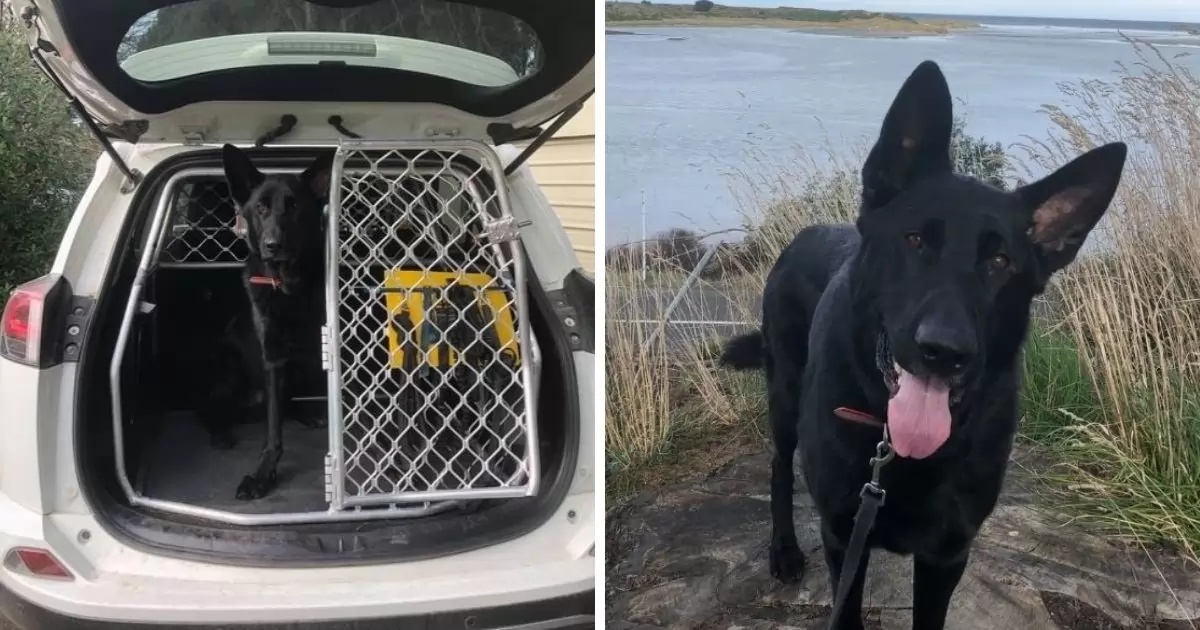 L'incredibile fiuto del cane Levi