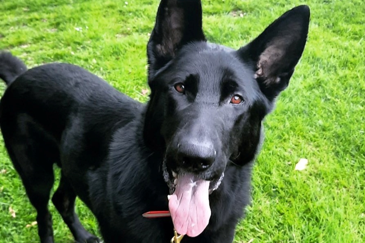 L'incredibile fiuto del cane Levi