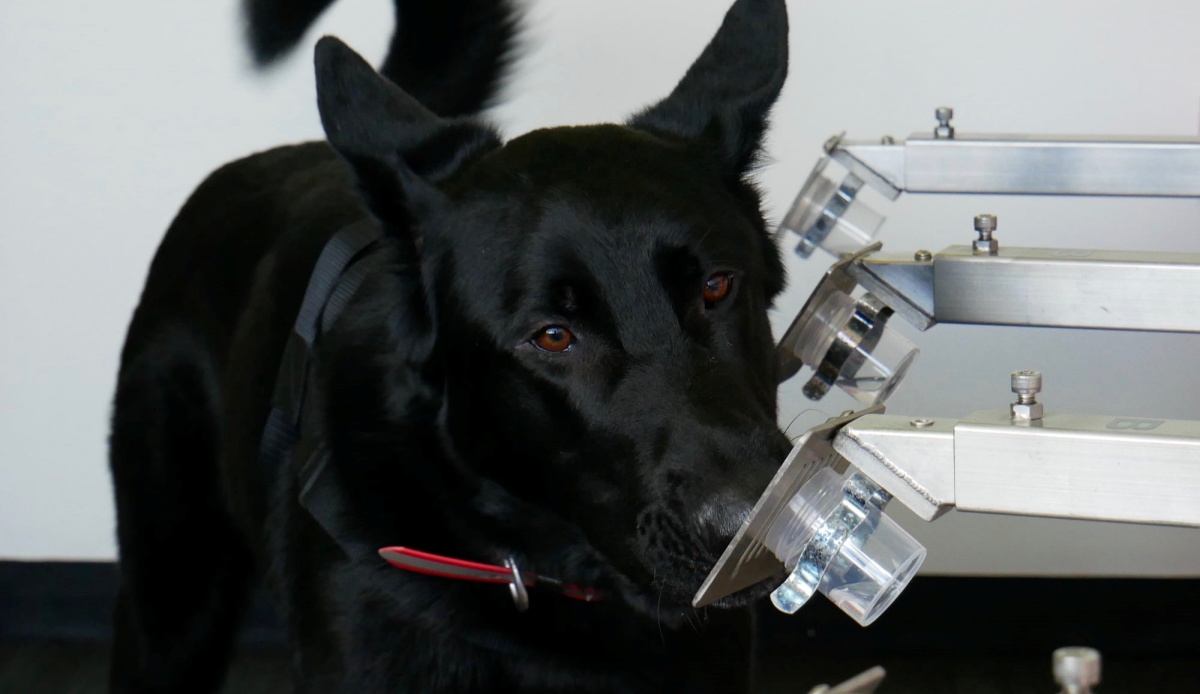 L'incredibile fiuto del cane Levi