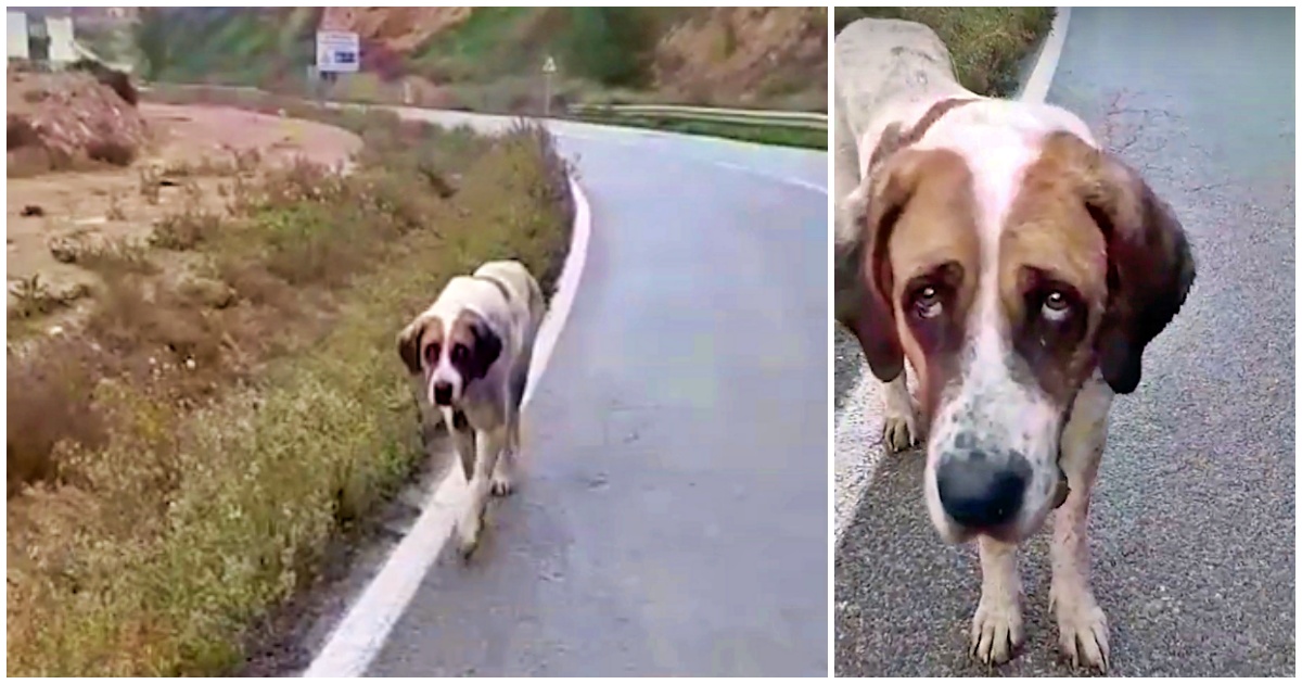 La storia della cagnolina Lucy 