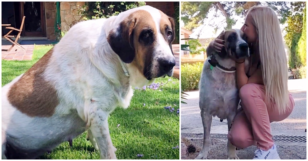 La storia della cagnolina Lucy